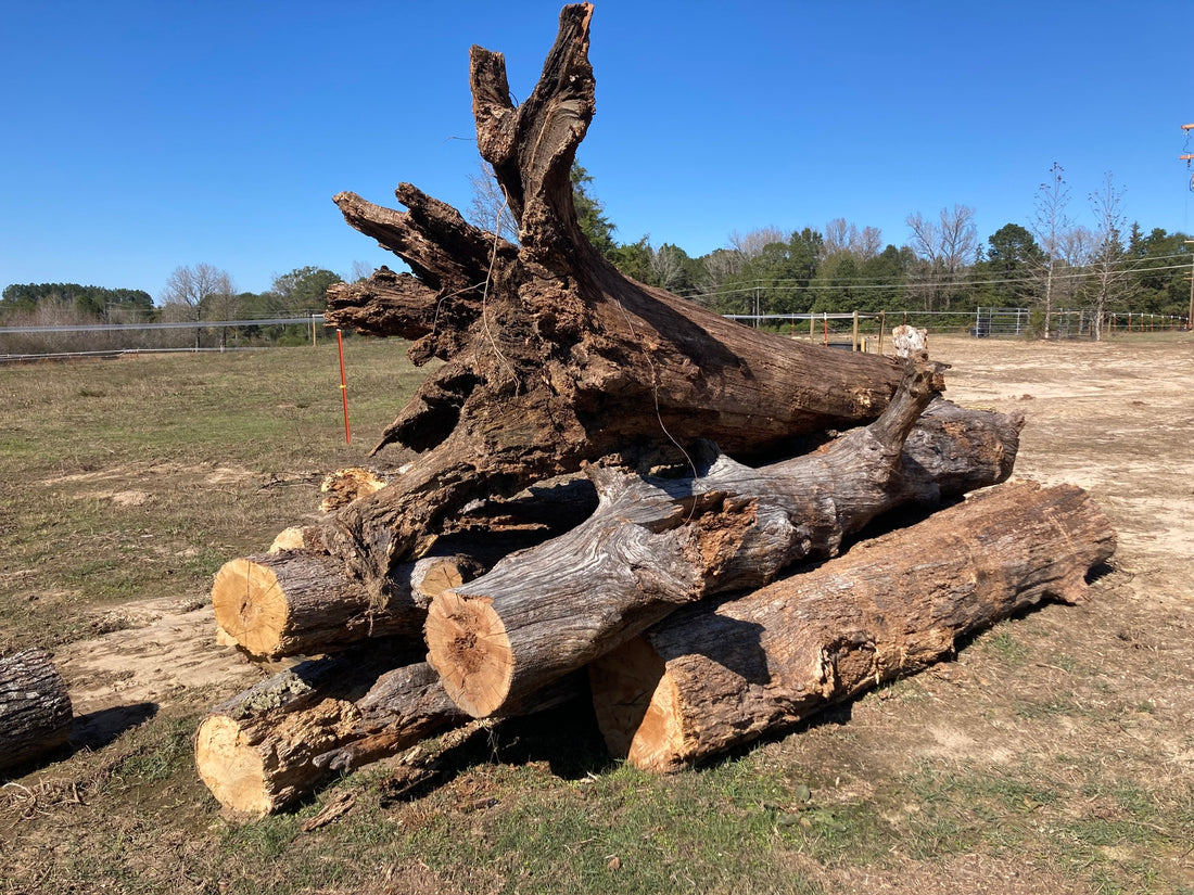 Hold Fast Milling & Design's newly harvested timber. 